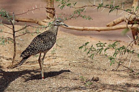 A spotted bush thick-knee or bush stone-curlew sunning in the sand. Stock Photo - Budget Royalty-Free & Subscription, Code: 400-06176324
