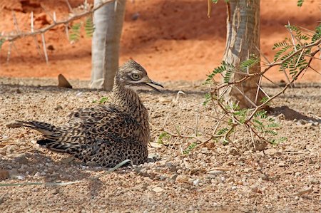 A spotted bush thick-knee or bush stone-curlew sunning in the sand. Stock Photo - Budget Royalty-Free & Subscription, Code: 400-06176323