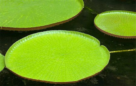 Victoria amazonica with very large green leaves that lie flat on the water's surface Stock Photo - Budget Royalty-Free & Subscription, Code: 400-06177021