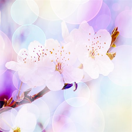 spring background, tender blur colors and bokeh Fotografie stock - Microstock e Abbonamento, Codice: 400-06177098