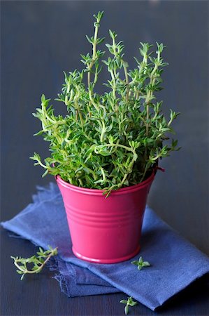 spice gardens - Fresh spicy thyme on a dark blue background. Stock Photo - Budget Royalty-Free & Subscription, Code: 400-06177339