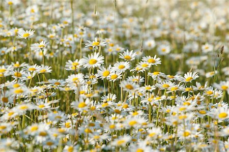 close up of white marguerite flowers in meadow Stock Photo - Budget Royalty-Free & Subscription, Code: 400-06177355