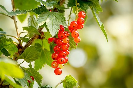 simsearch:400-04423672,k - red currants with shallow focus in sunny day Stockbilder - Microstock & Abonnement, Bildnummer: 400-06177356