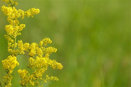 simsearch:400-04324218,k - summer background with very shallow focus and yellow plant Photographie de stock - Aubaine LD & Abonnement, Code: 400-06177359