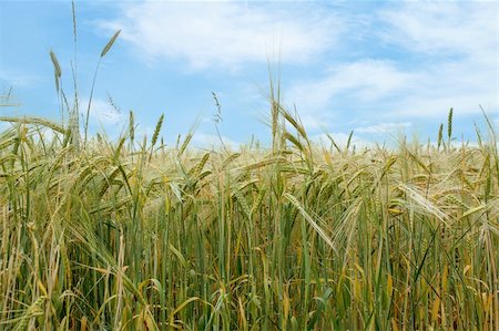 simsearch:400-05699446,k - organic green grains field in summer time with blue sky Stock Photo - Budget Royalty-Free & Subscription, Code: 400-06177352