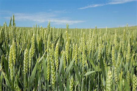 simsearch:400-05699446,k - detail of organic green grains in summer time Stock Photo - Budget Royalty-Free & Subscription, Code: 400-06177353