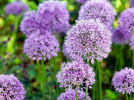 The large purple flowers of ornamental garlic Stock Photo - Budget Royalty-Free & Subscription, Code: 400-06177388