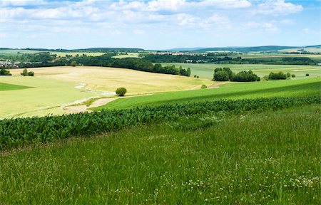 Landscape with a field of grain and corn in summer Stock Photo - Budget Royalty-Free & Subscription, Code: 400-06177389
