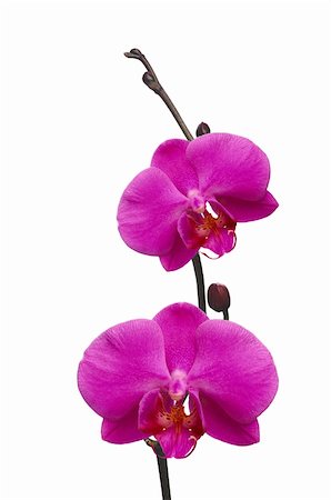 dendrobium orchid - Beautiful pink orchid branch isolated on white Stock Photo - Budget Royalty-Free & Subscription, Code: 400-06177396