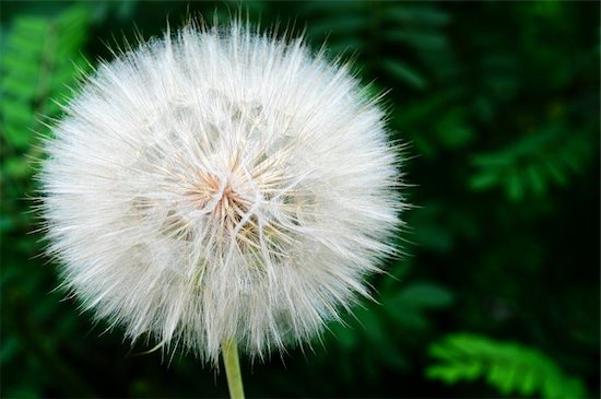 Closeup of dandelion on a blurred green background Stock Photo - Royalty-Free, Artist: bbbar, Image code: 400-06177468