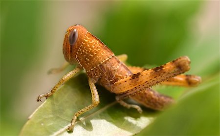 sherjaca (artist) - brown grasshopper insect garden pest on green leaf closeup Foto de stock - Royalty-Free Super Valor e Assinatura, Número: 400-06177475