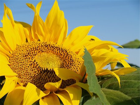 engineer (artist) - Sunflower Photographie de stock - Aubaine LD & Abonnement, Code: 400-06177490