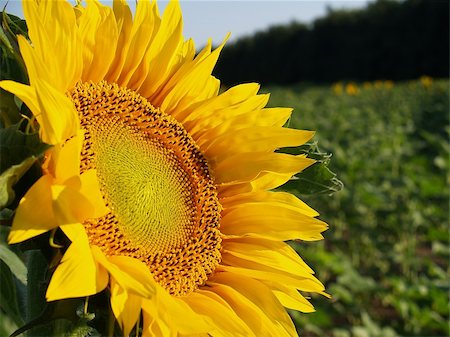 engineer (artist) - Sunflower Photographie de stock - Aubaine LD & Abonnement, Code: 400-06177491