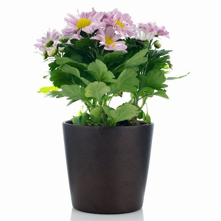 simsearch:400-07510882,k - Beautiful Chrysanthemum flowers in a dark flowerpot on white background. Stockbilder - Microstock & Abonnement, Bildnummer: 400-06177946