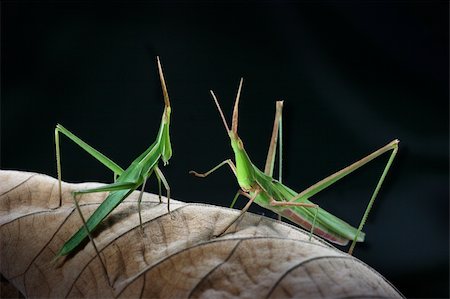 Male and female grasshopper on the dried leaf Stock Photo - Budget Royalty-Free & Subscription, Code: 400-06178050