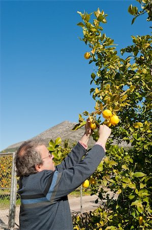 simsearch:400-05699386,k - A sunny lemon plantation during harvest season Foto de stock - Royalty-Free Super Valor e Assinatura, Número: 400-06178156