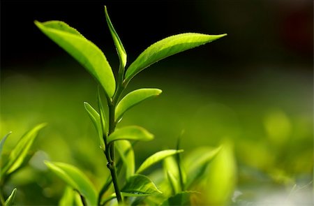 Green and fresh tea leaf from the Cameron Highland tea farm. Stockbilder - Microstock & Abonnement, Bildnummer: 400-06178431