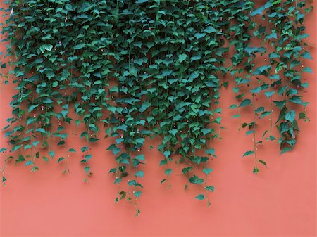 close up of green leaves on orange wall Foto de stock - Super Valor sin royalties y Suscripción, Código: 400-06178444