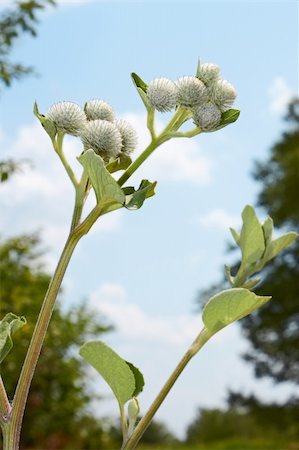 Inflorescences of burdock against the background of trees and sky. Flowers wrapped in cobwebs Stock Photo - Budget Royalty-Free & Subscription, Code: 400-06178442