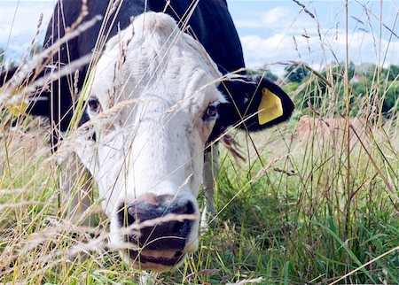 fur cow - The cow looking through the tall grass Stock Photo - Budget Royalty-Free & Subscription, Code: 400-06178455