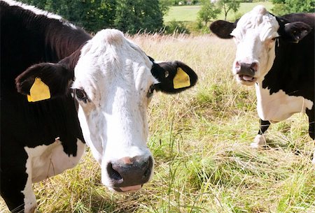 Two black and white cows on pasture Stock Photo - Budget Royalty-Free & Subscription, Code: 400-06178597