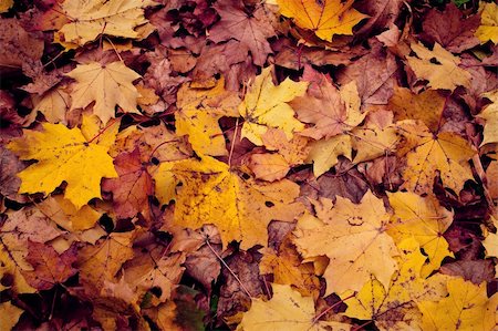 simsearch:400-04475632,k - Colorful background of autumn leaves Foto de stock - Royalty-Free Super Valor e Assinatura, Número: 400-06179006