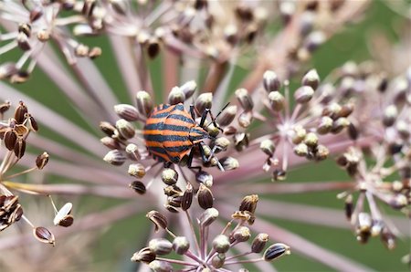 simsearch:400-08222144,k - ugly red beetle with black stripes Stockbilder - Microstock & Abonnement, Bildnummer: 400-06179045