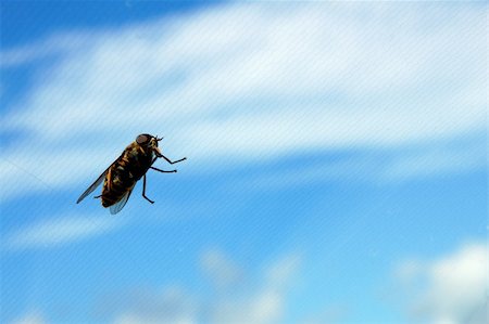 Bee on a background of a grid and clouds Stock Photo - Budget Royalty-Free & Subscription, Code: 400-06179047