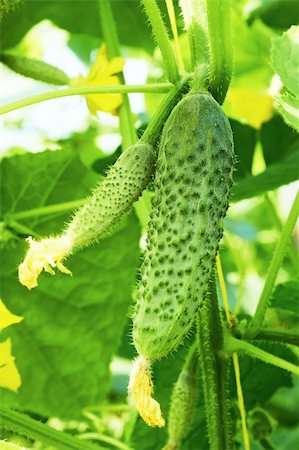 Cucumbers in film greenhouse. The rapid growth in summer Foto de stock - Royalty-Free Super Valor e Assinatura, Número: 400-06179200