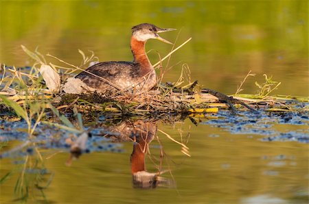 A Red-necked Grebe (Podiceps grisegena) calls to its mate as it sits on its nest in Lake Ontario. Stock Photo - Budget Royalty-Free & Subscription, Code: 400-06179378