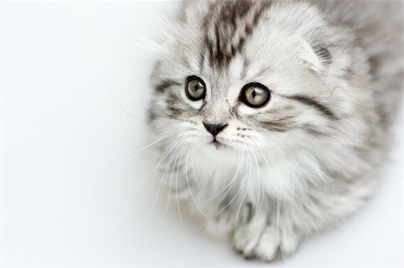 scotish - scotish little kitten Stock Photo - Budget Royalty-Free & Subscription, Code: 400-06179457