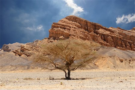 Desert tree and mountains. Desert of Faran. Foto de stock - Super Valor sin royalties y Suscripción, Código: 400-06179458