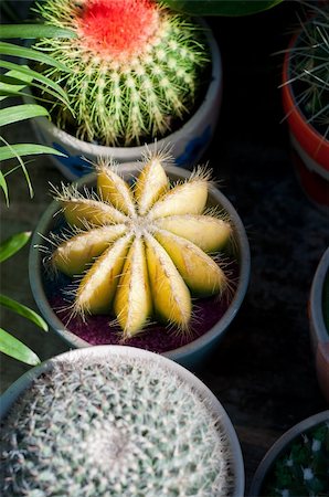 simsearch:400-03917139,k - colorful cacti cactus plants on little pots on shadow with sunlight ray Photographie de stock - Aubaine LD & Abonnement, Code: 400-06179656