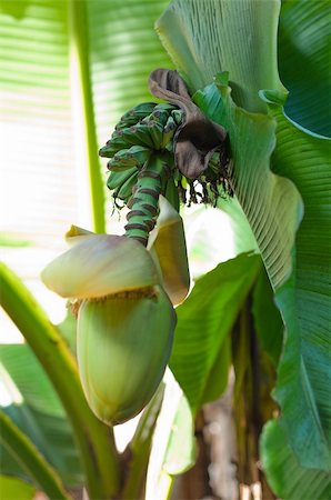 banana fruit flower blossom closeup closed on palm Foto de stock - Super Valor sin royalties y Suscripción, Código: 400-06179658