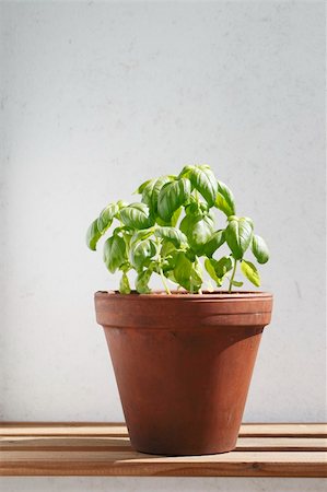 potted herbs - Basil herbal plants potted in clay flowerpot. Stock Photo - Budget Royalty-Free & Subscription, Code: 400-06179758