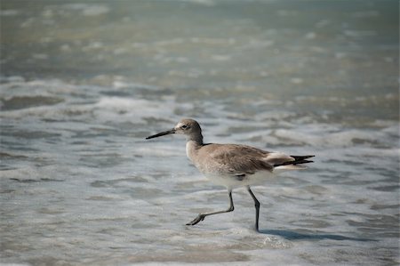 A Willet (Tringa semipalmata) wades through the shallow waters of a Florida beach. Photographie de stock - Aubaine LD & Abonnement, Code: 400-06179980