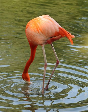 Caribbean flamingo feeding in a pond Stock Photo - Budget Royalty-Free & Subscription, Code: 400-06170493