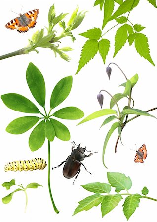 Set of green leaves, flowers and insects. Isolated over white Photographie de stock - Aubaine LD & Abonnement, Code: 400-06171084