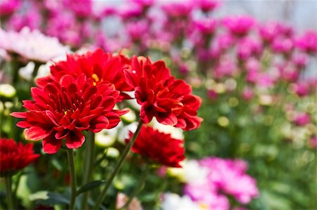 simsearch:400-05245245,k - Colorful Red chrysanthemum  flowers in garden Foto de stock - Super Valor sin royalties y Suscripción, Código: 400-06171789