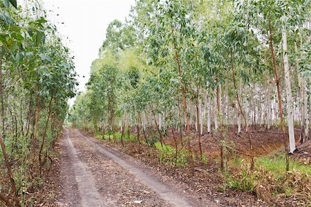 Plantation of Eucalyptus for paper industry Stock Photo - Budget Royalty-Free & Subscription, Code: 400-06171780