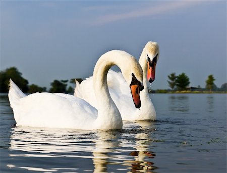 A pair of white swans swimming in a natural outdoor setting. Photographie de stock - Aubaine LD & Abonnement, Code: 400-06171809