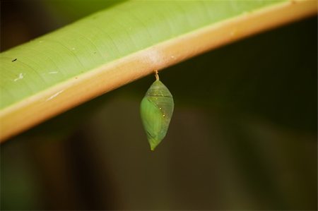 pupitre - Single green butterfly cocoon hanging from a leaf waiting for blue morpho to emerge Stock Photo - Budget Royalty-Free & Subscription, Code: 400-06172159