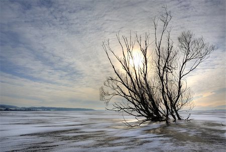 simsearch:400-03985677,k - frozen lake with a tree with the sun behind Foto de stock - Super Valor sin royalties y Suscripción, Código: 400-06172164