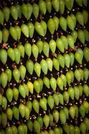 pupitre - Group of cocoons held with pins waiting for Blue Morpho butterflies to emerge Stock Photo - Budget Royalty-Free & Subscription, Code: 400-06172161