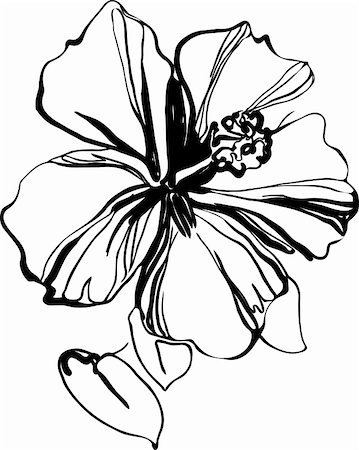 Hibiscus black and white sketch drawing a houseplant Stock Photo - Budget Royalty-Free & Subscription, Code: 400-06172182