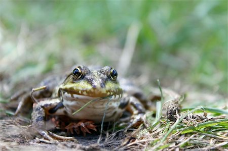 simsearch:700-00021622,k - Green frog in the grass in the summer Stock Photo - Budget Royalty-Free & Subscription, Code: 400-06172271