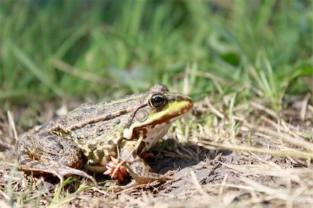 simsearch:400-04442300,k - Green frog in the grass in the summer Photographie de stock - Aubaine LD & Abonnement, Code: 400-06172272