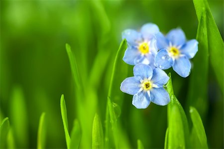 simsearch:400-06555366,k - Three Forget-me-not Blue Flowers into Green Grass / Macro Fotografie stock - Microstock e Abbonamento, Codice: 400-06172312