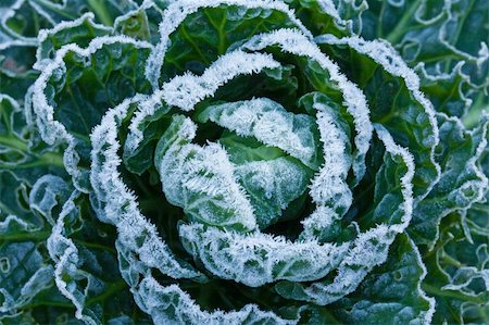 White frost crystals on Brussels Sprouts plant during winter Photographie de stock - Aubaine LD & Abonnement, Code: 400-06172341