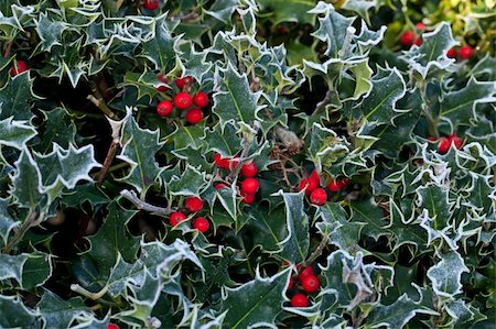 suerob (artist) - Frost on Holly Hedge with red berries and frost edging leaves Foto de stock - Super Valor sin royalties y Suscripción, Código: 400-06172342